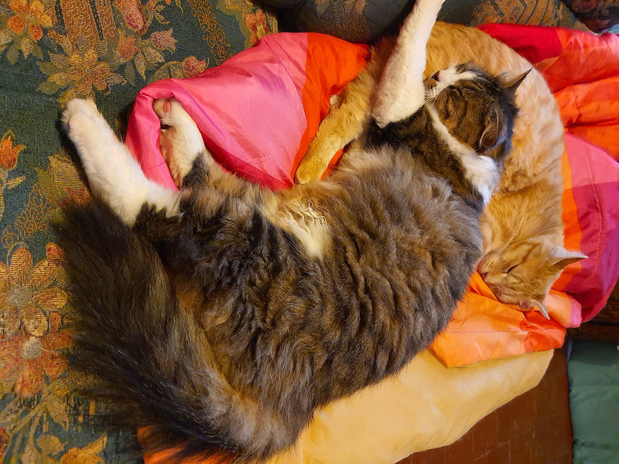 Funcky participe au concours pour gagner de l'argent avec cette photo : carnivore, cat, domestic_short_haired_cat, dragon_li, ear, european_shorthair, felidae, fur, german_rex, nap, small_to_medium_sized_cats, tabby_cat, tail, whiskers