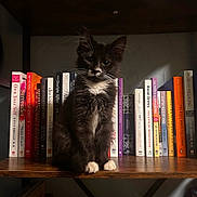 Victor is registered to the contest to win money with this photo: kitten, cat, bookshelf, books, black_and_white, sitting, indoor, wooden_shelf, curious, pet, feline, young_cat, reading, literature, quiet, home, cozy, portrait, animal, cute