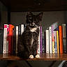 kitten, cat, bookshelf, books, black_and_white, sitting, indoor, wooden_shelf, curious, pet, feline, young_cat, reading, literature, quiet, home, cozy, portrait, animal, cute