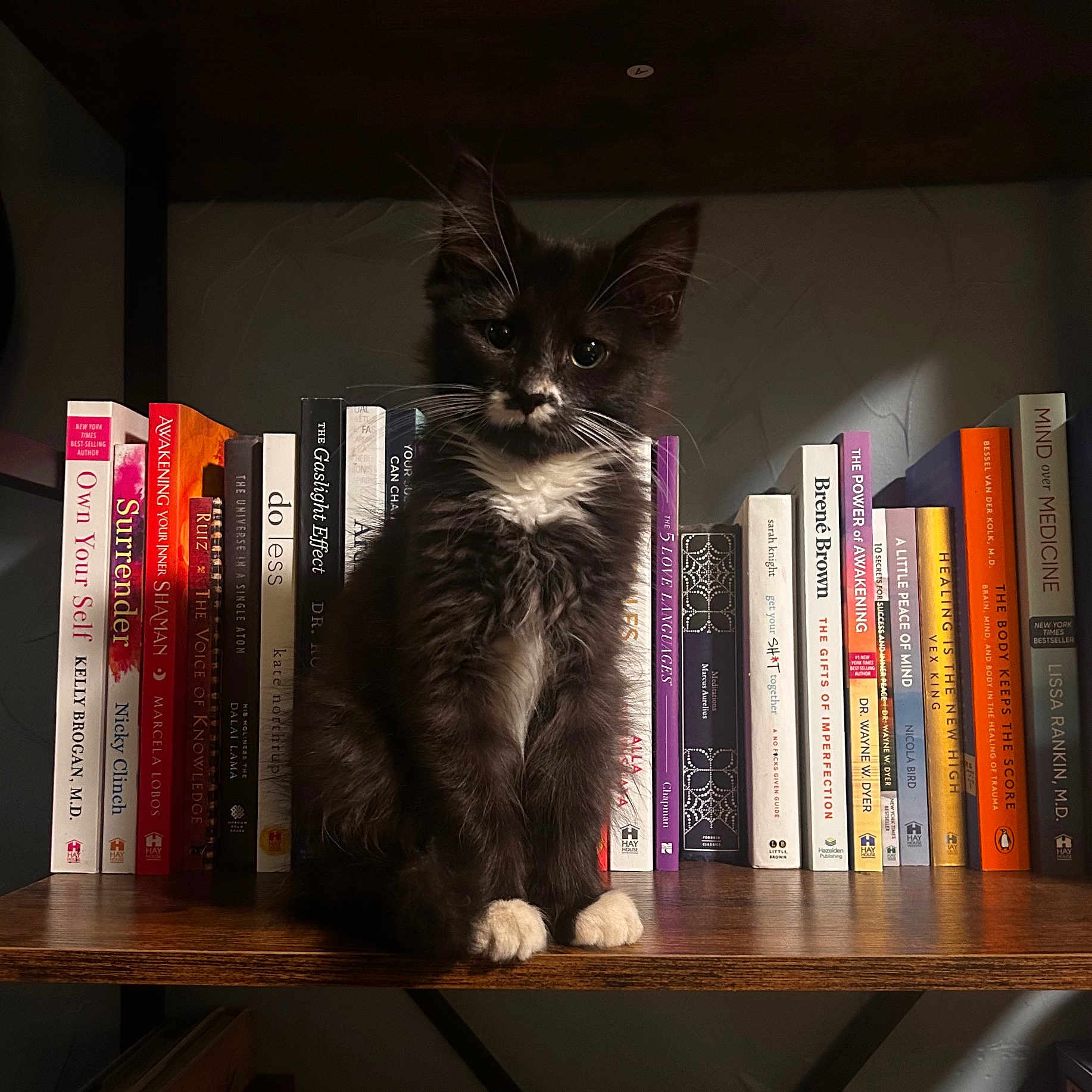 Victor is registered to the contest to win money with this photo: kitten, cat, bookshelf, books, black_and_white, sitting, indoor, wooden_shelf, curious, pet, feline, young_cat, reading, literature, quiet, home, cozy, portrait, animal, cute