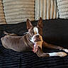 dog, boston_terrier, pet, lying_down, black_blanket, beige_cushions, indoor, animal, fur, ears, tie, curious, resting, paw, face, expression, domestic, cozy, cute, portrait