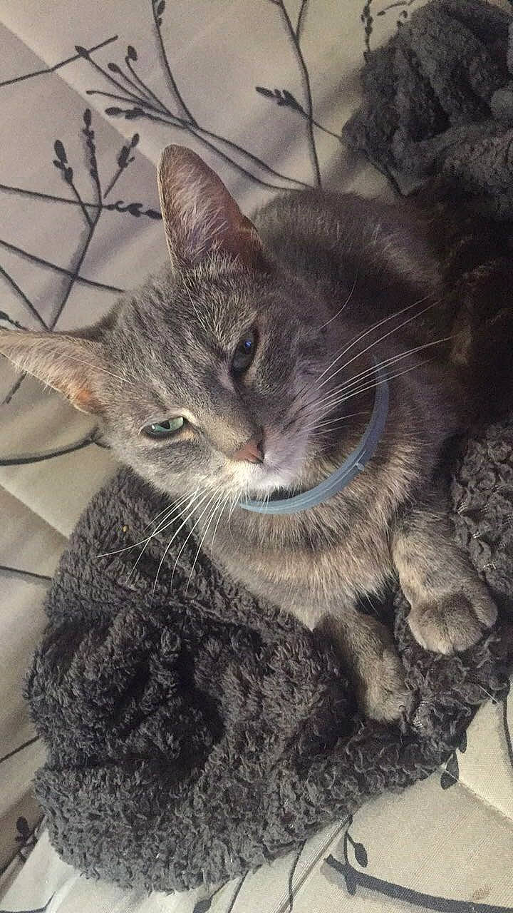 Nalah a rejoint le concours — aidez-le/la à gagner de superbes lots ! carnivore, cat, claw, domestic_short_haired_cat, felidae, fur, grass, grey, mammal, monochrome_photography, paw, plant, small_to_medium_sized_cats, snout, tail, tree, twig, vertebrate, whiskers, window