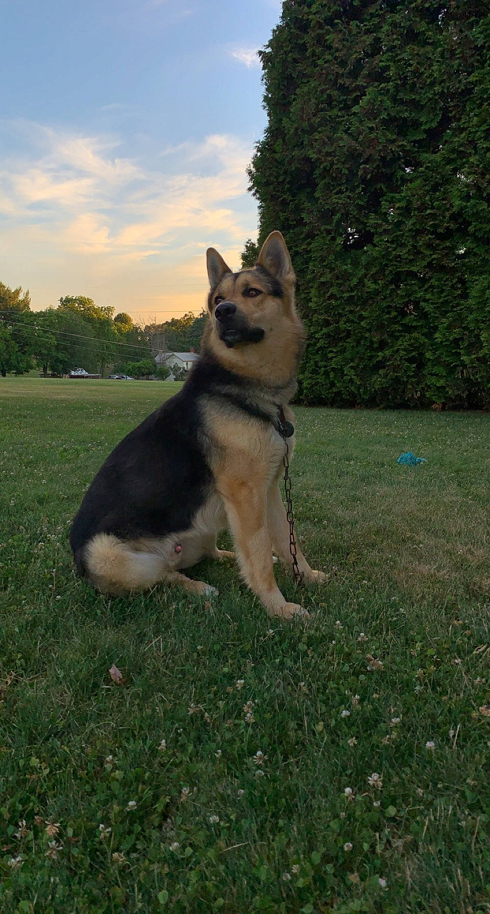 Grizz is registered to the contest to win money with this photo: carnivore, cloud, companion_dog, dog, dog_breed, east_european_shepherd, fawn, german_shepherd_dog, grass, herding_dog, king_shepherd, livestock_guardian_dog, old_german_shepherd_dog, plant, sky, sled_dog, snout, sporting_group, tail, tree