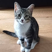 Matty participe au concours pour gagner de l'argent avec cette photo : kitten, cat, tabby, white_paws, floor, wooden_floor, indoor, pet, animal, sitting, looking, cute, young_cat, feline, domestic_cat, fur, ears, tail, eyes, whiskers