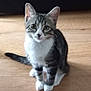 kitten, cat, tabby, white_paws, floor, wooden_floor, indoor, pet, animal, sitting, looking, cute, young_cat, feline, domestic_cat, fur, ears, tail, eyes, whiskers