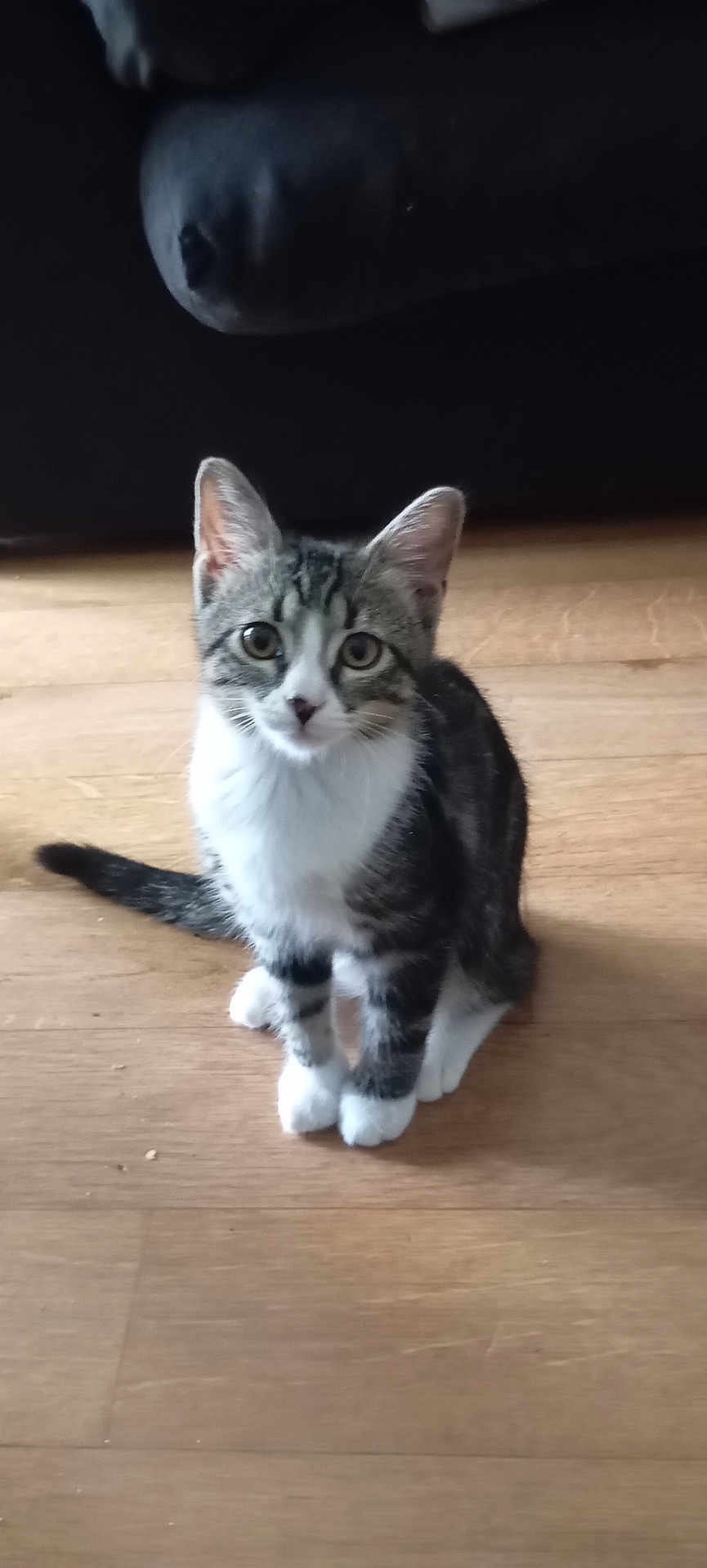 Matty participe au concours pour gagner de l'argent avec cette photo : kitten, cat, tabby, white_paws, floor, wooden_floor, indoor, pet, animal, sitting, looking, cute, young_cat, feline, domestic_cat, fur, ears, tail, eyes, whiskers