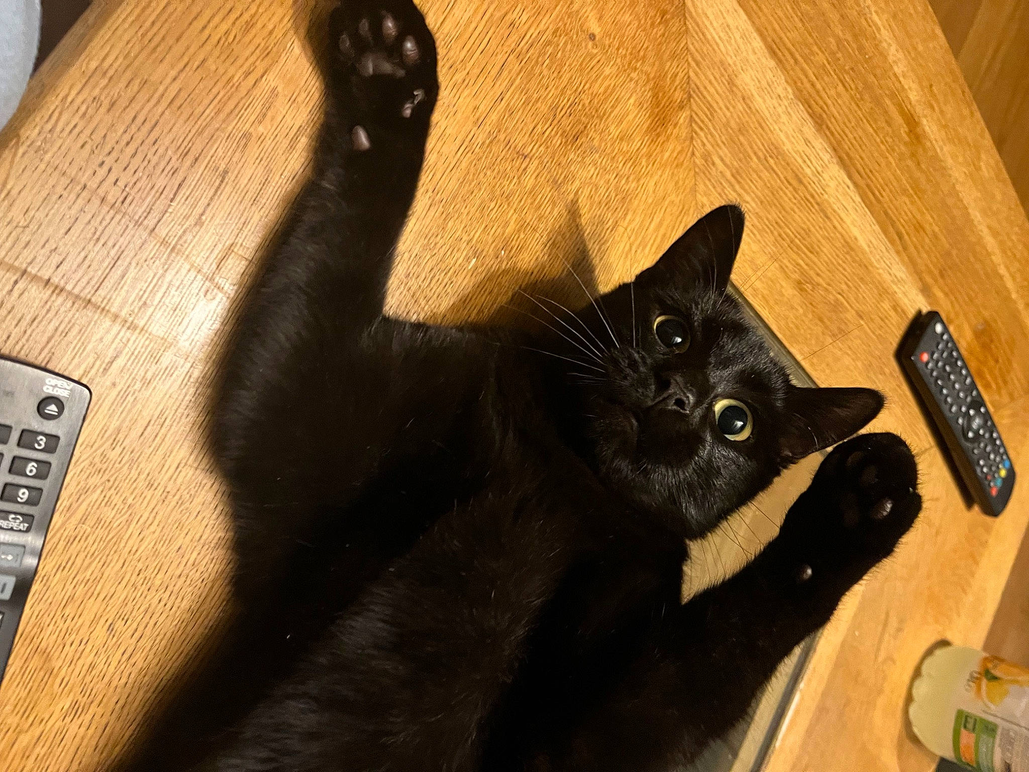 Goudron participe au concours pour gagner de l'argent avec cette photo : black_cat, bombay, box, carnivore, cat, claw, comfort, domestic_short_haired_cat, felidae, flooring, fur, gesture, hardwood, remote_control, small_to_medium_sized_cats, tail, varnish, whiskers, wood, wood_stain