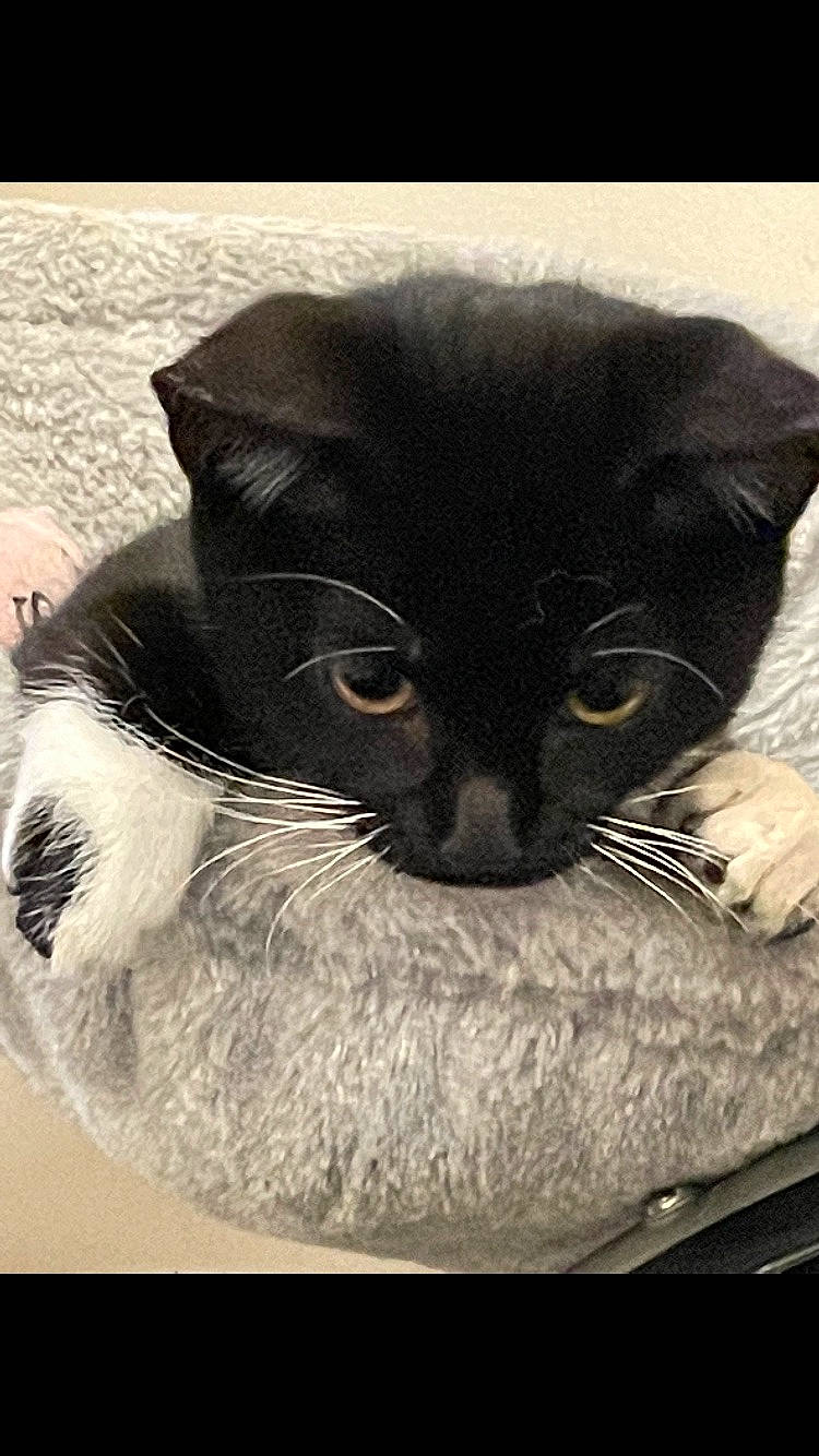 Serin joined the competition — help win amazing prizes! carnivore, cat, cat_supply, comfort, domestic_short_haired_cat, felidae, fur, illustration, mammal, monochrome_photography, paper_product, pet_supply, small_to_medium_sized_cats, snout, square, terrestrial_animal, whiskers, window