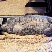 Chloe is registered to the contest to win money with this photo: animal, blanket, cat, cozy, curious, feline, fur, gray_cat, home, indoor, lying_down, mammal, paws, pet, relaxed, resting, rug, tabby, tail, whiskers