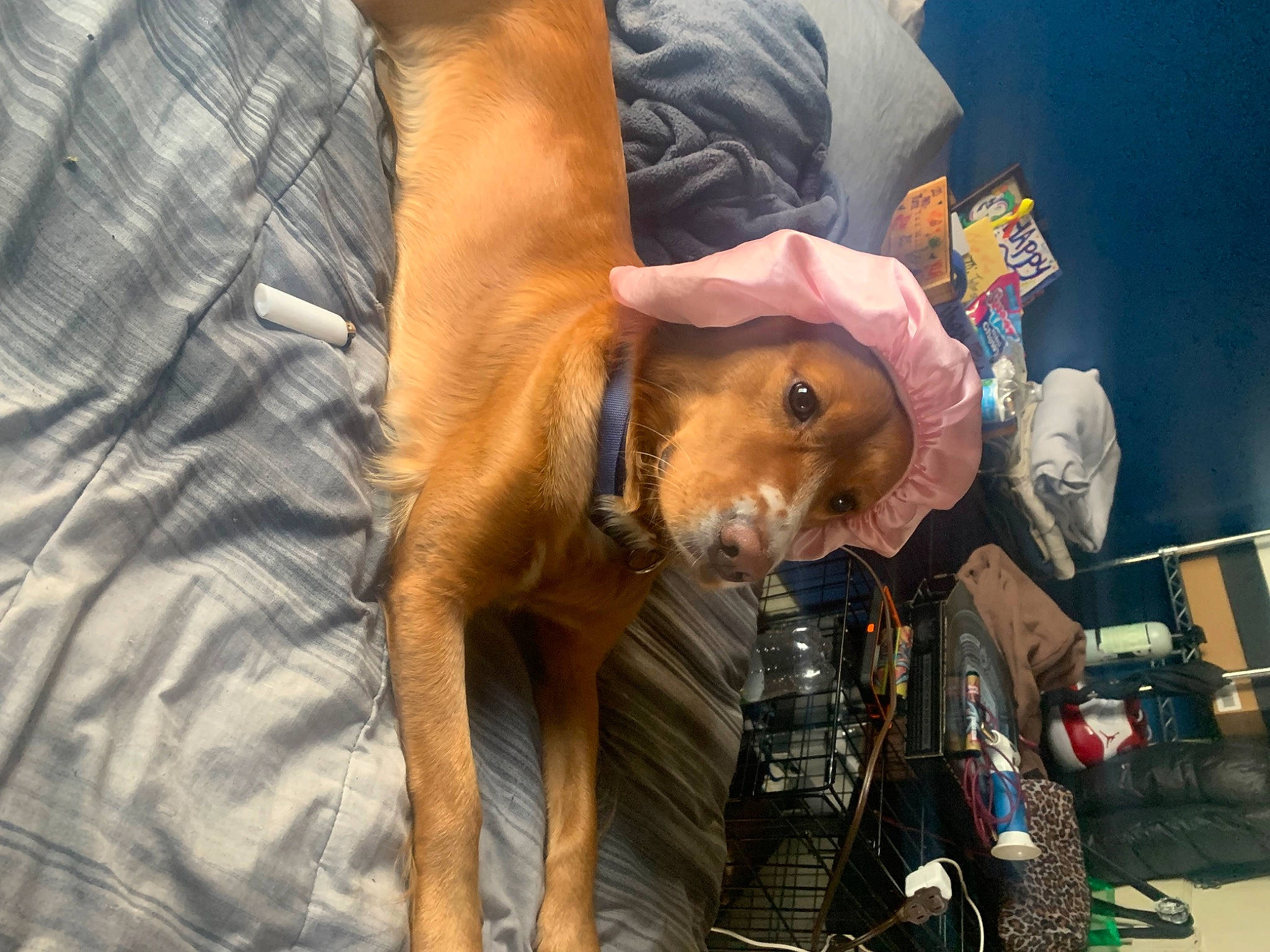 Penelope is registered to the contest to win money with this photo: audio_equipment, carnivore, companion_dog, denim, dog, dog_breed, eyewear, fur, hat, human_leg, machine, personal_protective_equipment, sporting_group, working_animal