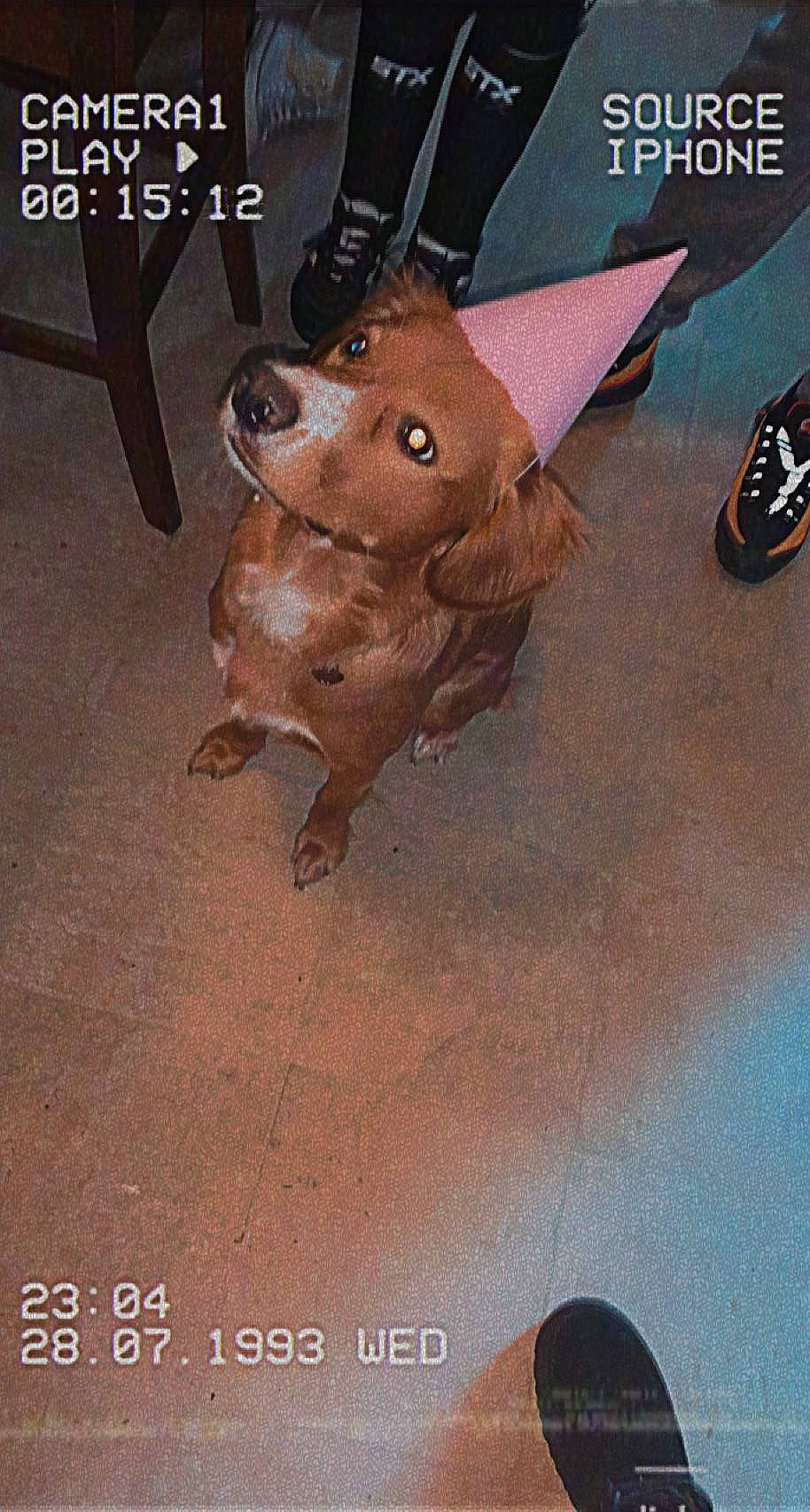 Penelope joined the competition — help win amazing prizes! animated_cartoon, animation, canidae, dog_breed, fawn, fiction, fictional_character, flooring, font, fur, illustration, metal, photo_caption, recreation, snout, tail, toy, wheel, wood, working_animal