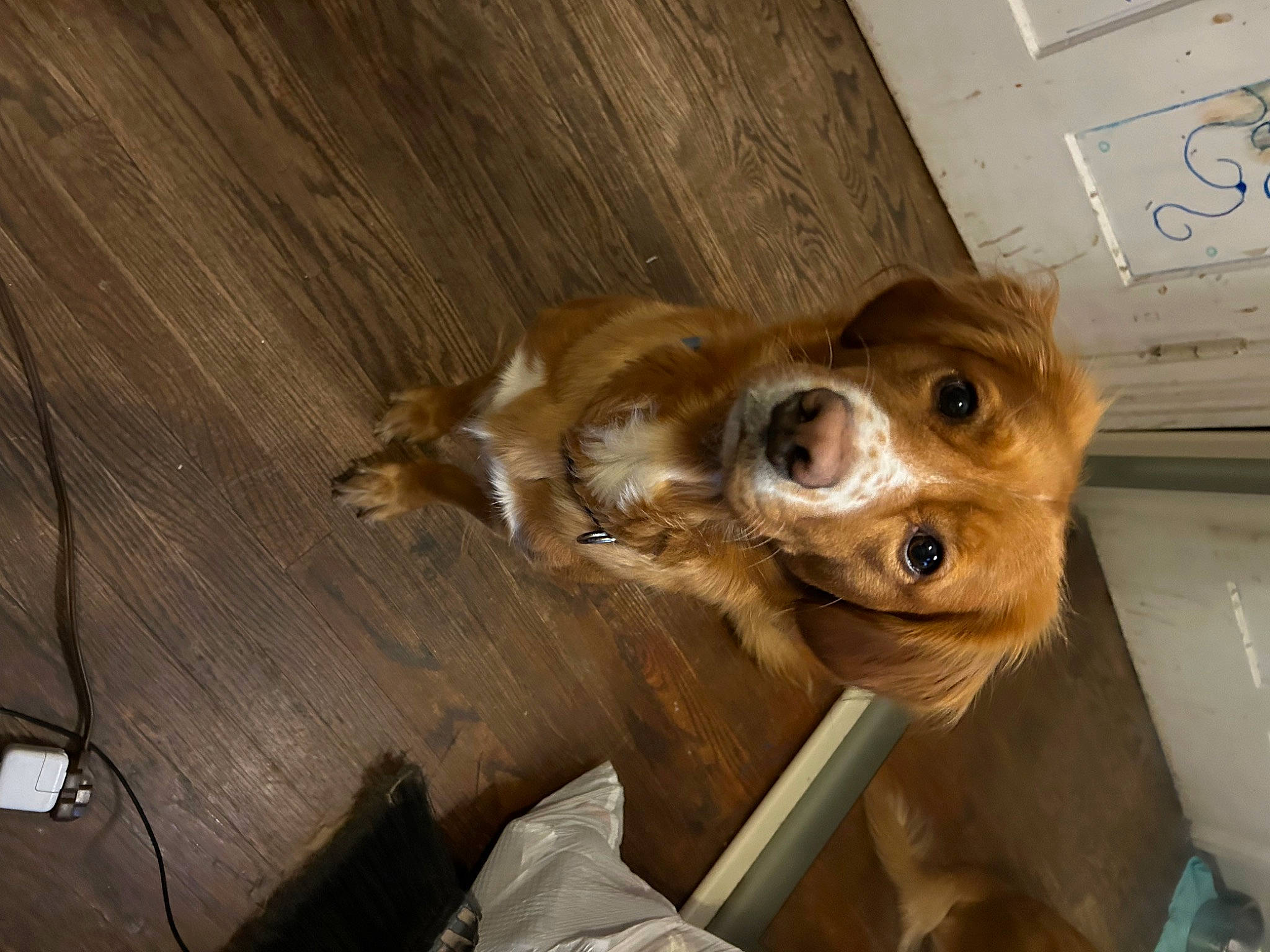 Penelope is registered to the contest to win money with this photo: canidae, carnivore, chihuahua, collar, companion_dog, dog, dog_breed, ear, fawn, fur, hardwood, liver, paw, puppy, spaniel, toy_dog, whiskers, wood, wood_stain, working_animal