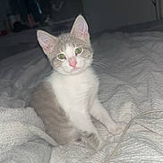 Willow joined the competition — help win amazing prizes! kitten, cat, pet, indoor, bed, blanket, white, gray, fur, animal, cute, young, whiskers, ears, eyes, looking, sitting, cozy, domestic, feline