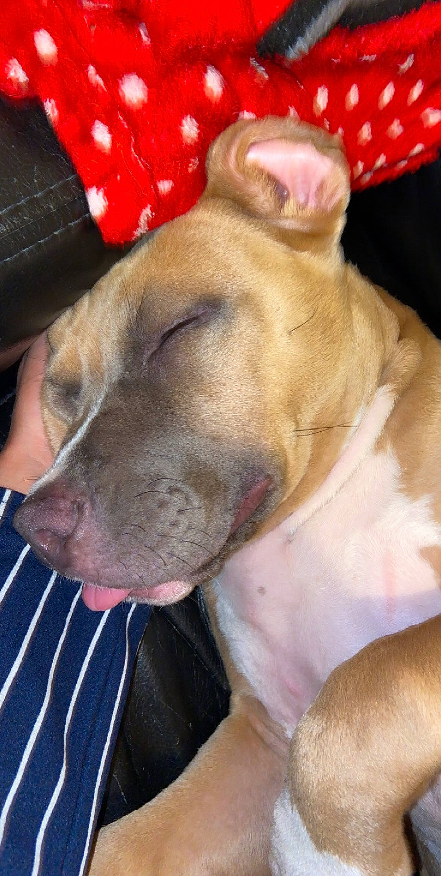 Ryna a rejoint le concours — aidez-le/la à gagner de superbes lots ! american_pit_bull_terrier, american_staffordshire_terrier, canidae, carnivore, dog, dog_breed, ear, fawn, mammal, non_sporting_group, nose, pit_bull, puppy_love, rare_breed_dog, snout, sporting_group, vertebrate