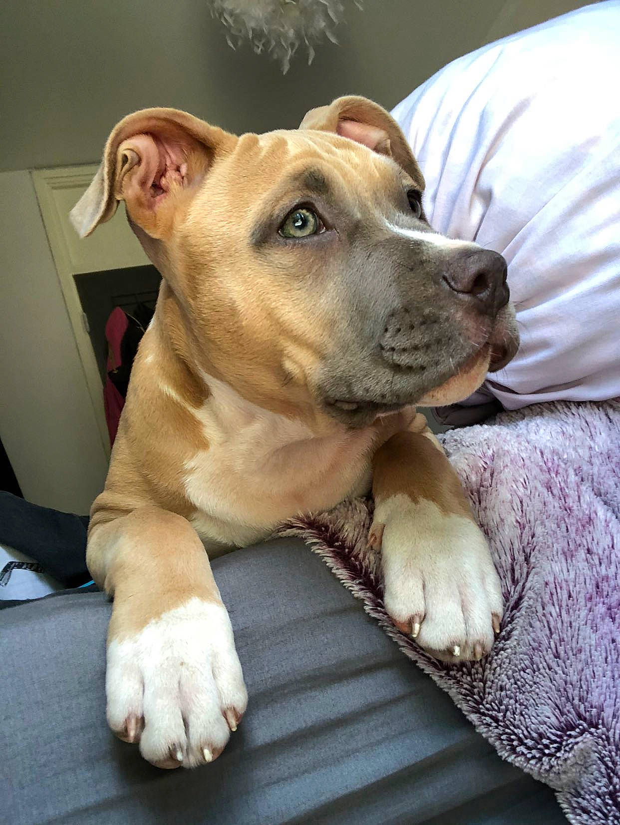 Ryna participe au concours pour gagner de l'argent avec cette photo : american_bulldog, american_pit_bull_terrier, american_staffordshire_terrier, bull_and_terrier, bulldog, canidae, carnivore, companion_dog, dog, dog_breed, fawn, mammal, non_sporting_group, nose, pit_bull, puppy, snout, sporting_group, staffordshire_bull_terrier, vertebrate