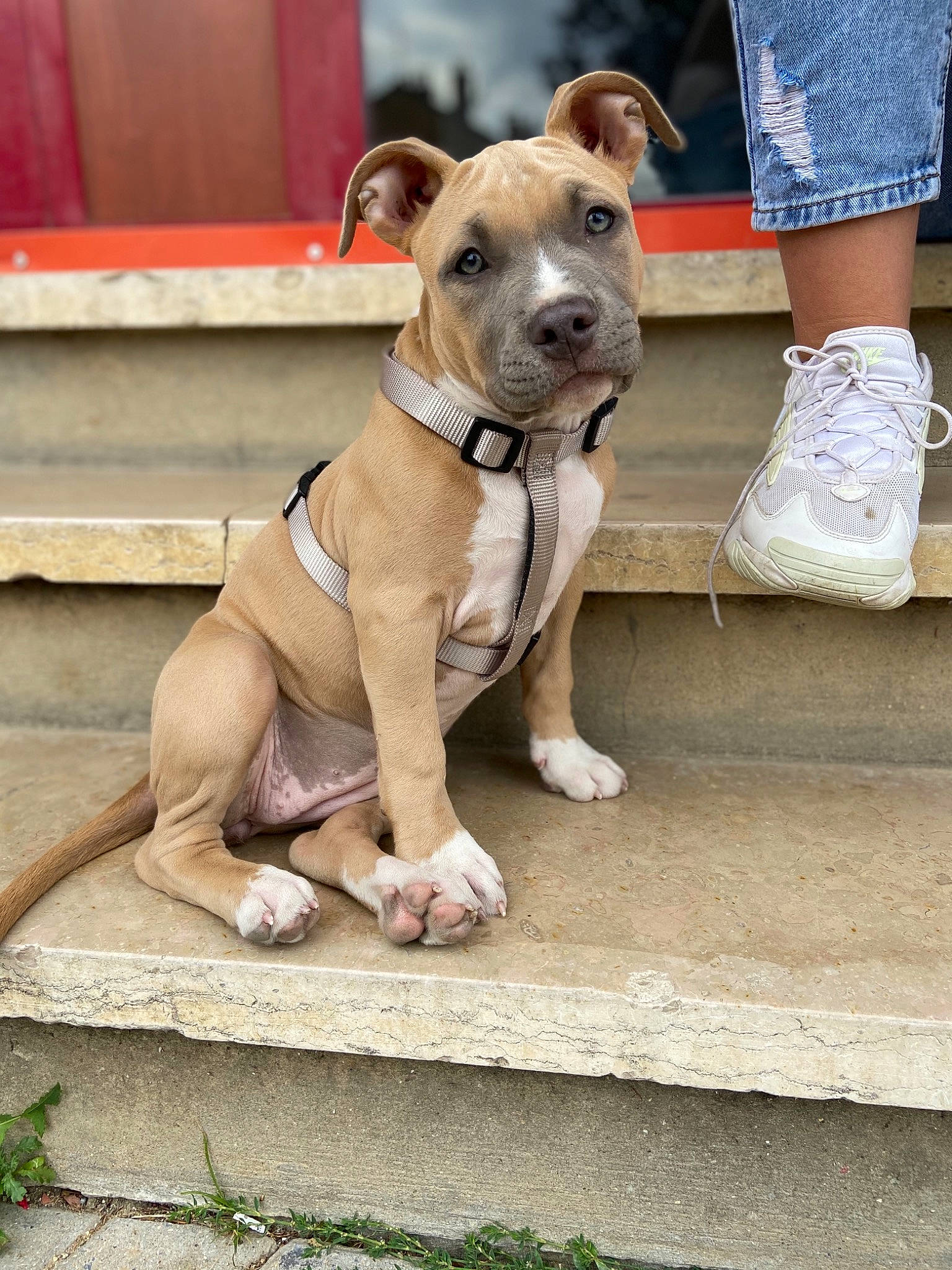 Ryna a rejoint le concours — aidez-le/la à gagner de superbes lots ! american_pit_bull_terrier, american_staffordshire_terrier, bull_and_terrier, canidae, carnivore, companion_dog, dog, dog_breed, fawn, mammal, non_sporting_group, pit_bull, puppy, rare_breed_dog, snout, sporting_group, staffordshire_bull_terrier, terrier, vertebrate