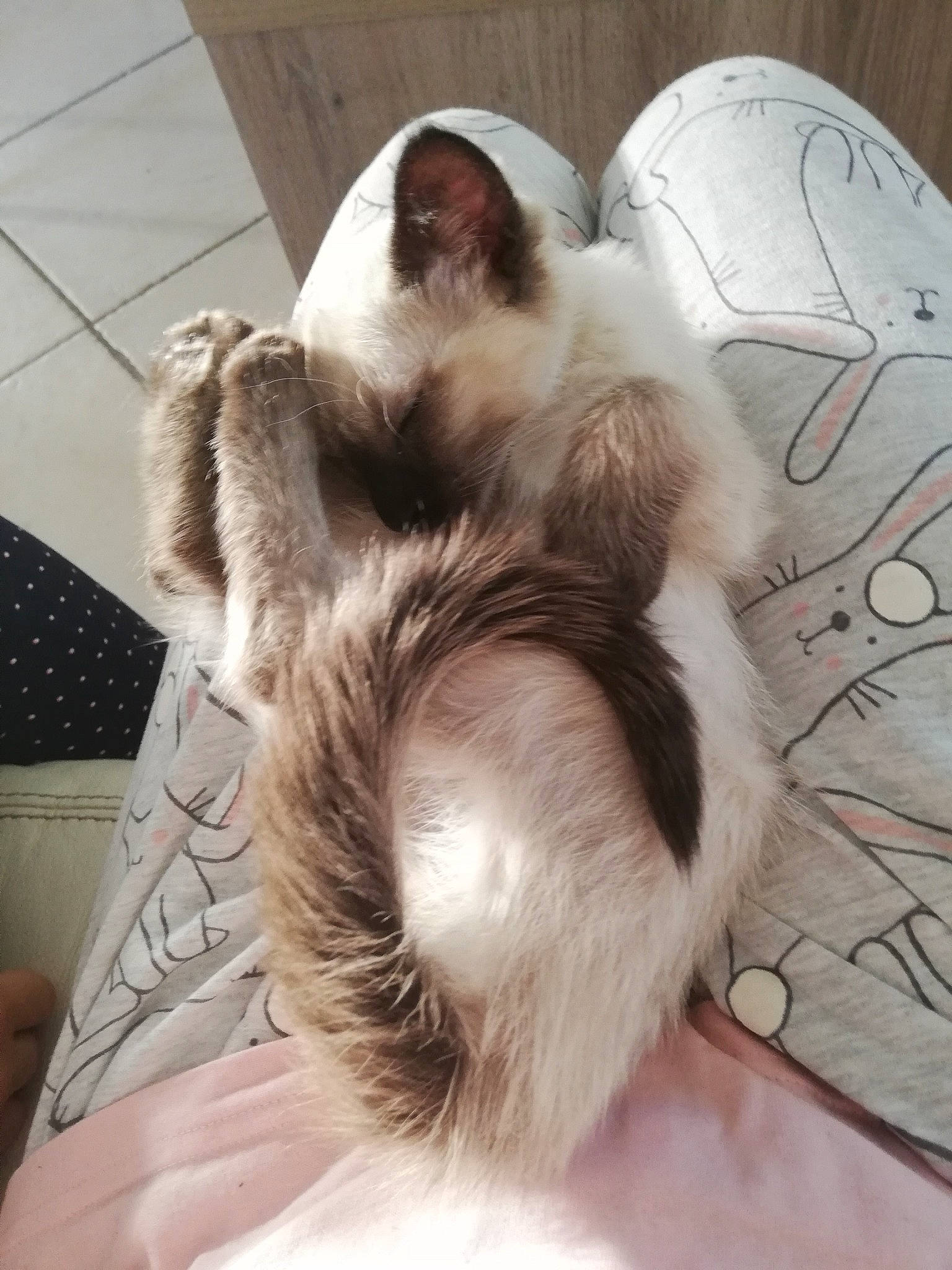 Simba participe au concours pour gagner de l'argent avec cette photo : balinese, birman, carnivore, cat, ear, fawn, felidae, fur, javanese, kitten, nap, oriental_longhair, paw, sleep, small_to_medium_sized_cats, tail, tonkinese, whiskers
