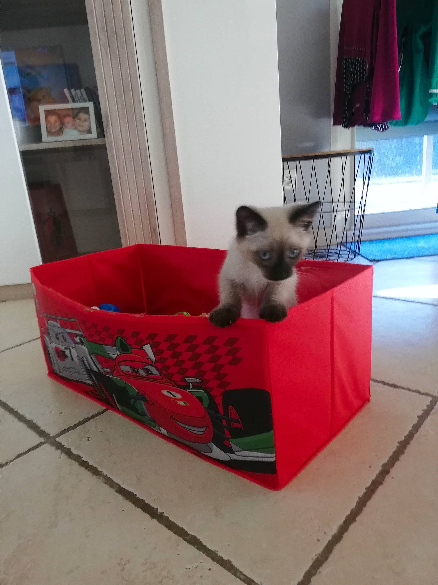 Simba participe au concours pour gagner de l'argent avec cette photo : balinese, birman, box, canidae, carnivore, cat, companion_dog, dog_breed, fawn, felidae, kitten, mammal, pet_supply, ragdoll, siamese, small_to_medium_sized_cats, thai