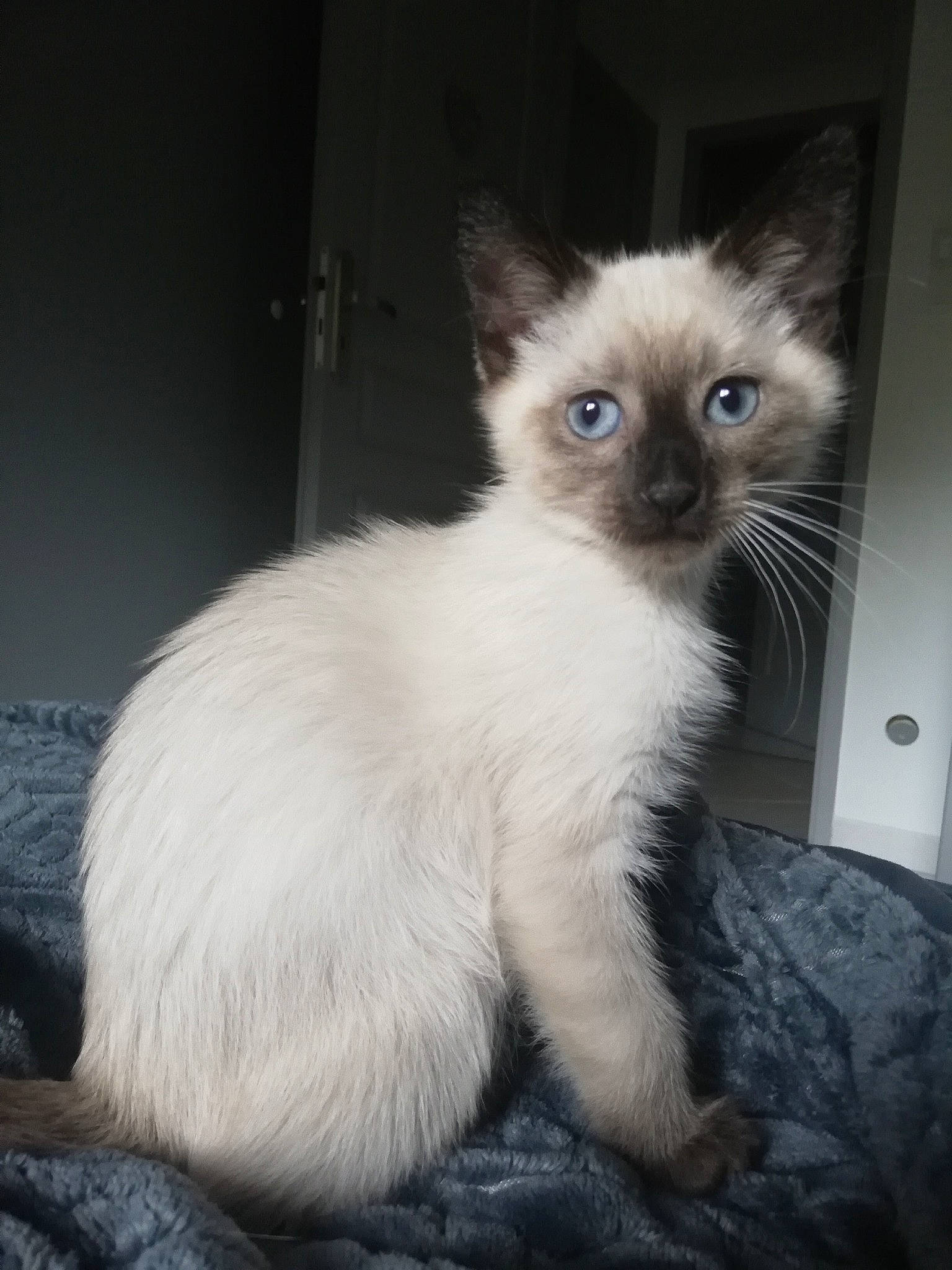 Simba participe au concours pour gagner de l'argent avec cette photo : balinese, birman, carnivore, cat, colorpoint_shorthair, eye, felidae, himalayan, iris, javanese, kitten, mammal, ragdoll, siamese, small_to_medium_sized_cats, thai, tonkinese, turkish_angora, vertebrate, whiskers