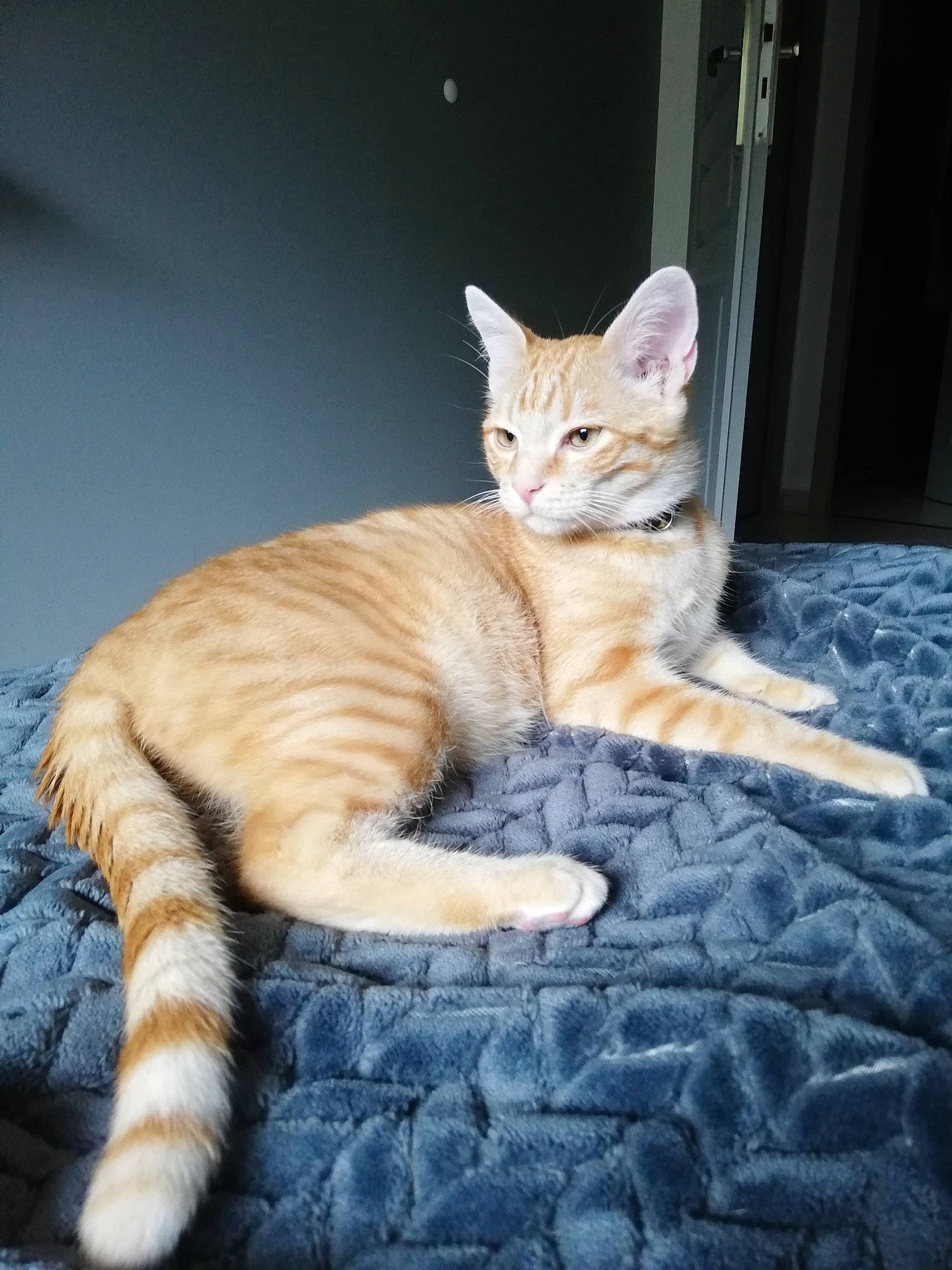 Oliver a rejoint le concours — aidez-le/la à gagner de superbes lots ! aegean_cat, american_shorthair, american_wirehair, arabian_mau, asian, australian_mist, carnivore, cat, domestic_short_haired_cat, dragon_li, european_shorthair, fawn, felidae, kitten, mammal, small_to_medium_sized_cats, tabby_cat, tail, vertebrate, whiskers