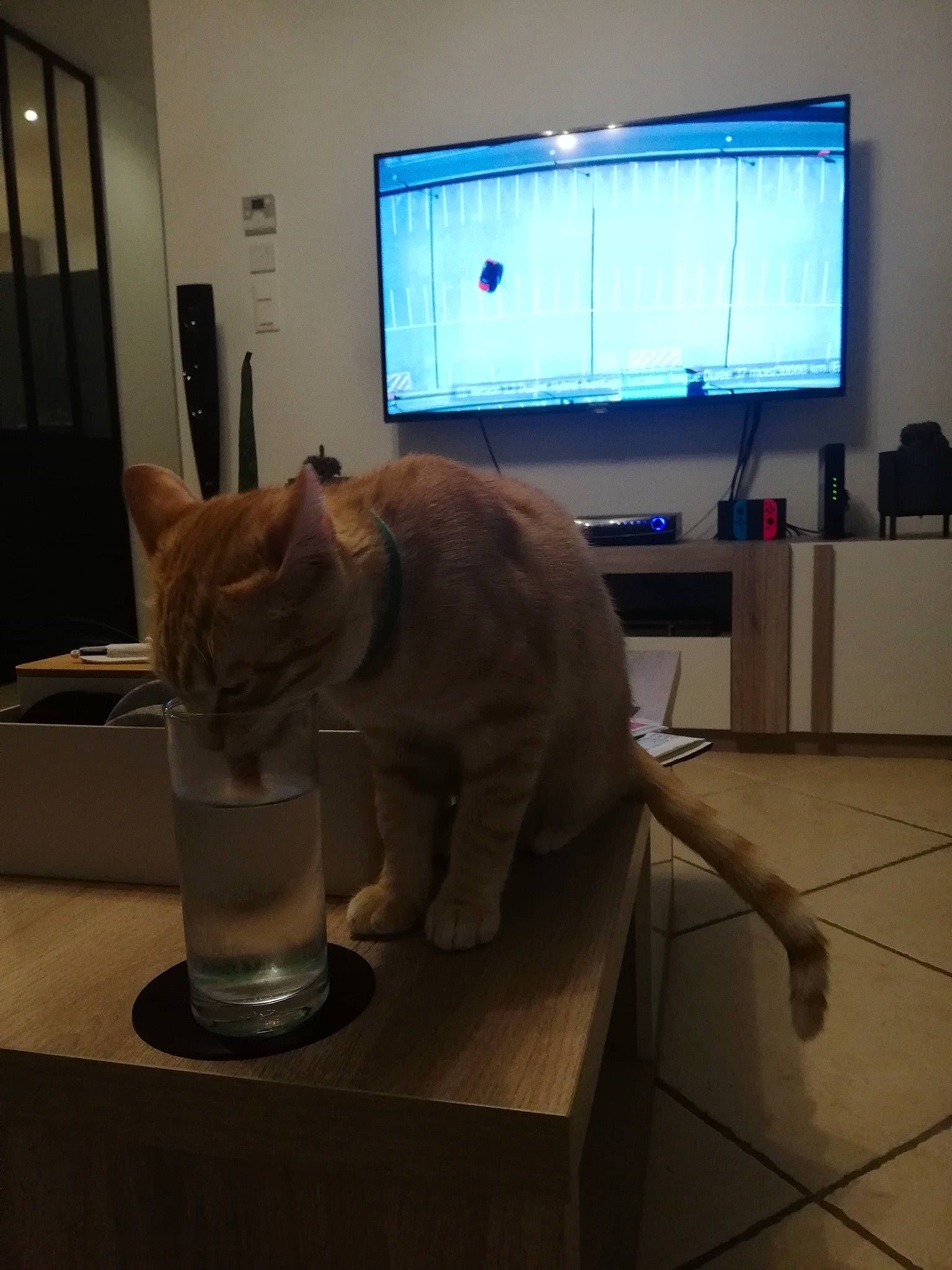 Oliver participe au concours pour gagner de l'argent avec cette photo : asian, carnivore, cat, desk, domestic_short_haired_cat, european_shorthair, felidae, floor, russian_blue, small_to_medium_sized_cats, table, tail, tonkinese, whiskers