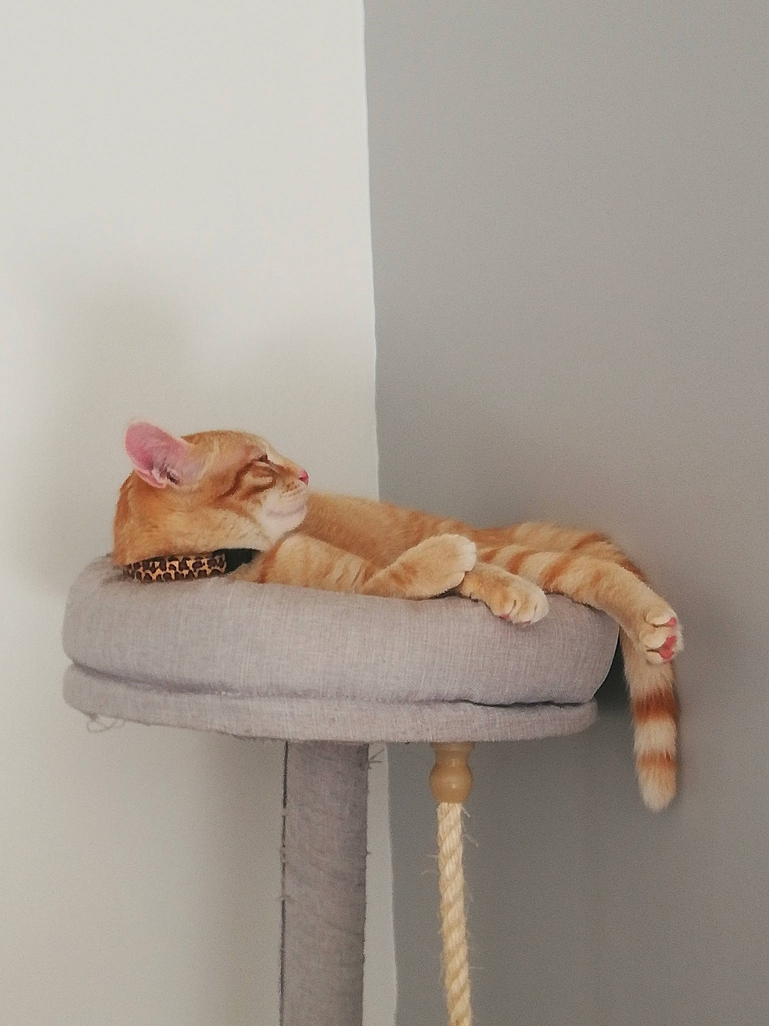 Oliver participe au concours pour gagner de l'argent avec cette photo : cat, comfort, fawn, felidae, fur, furniture, pink, product, room, shoe, small_to_medium_sized_cats, tail