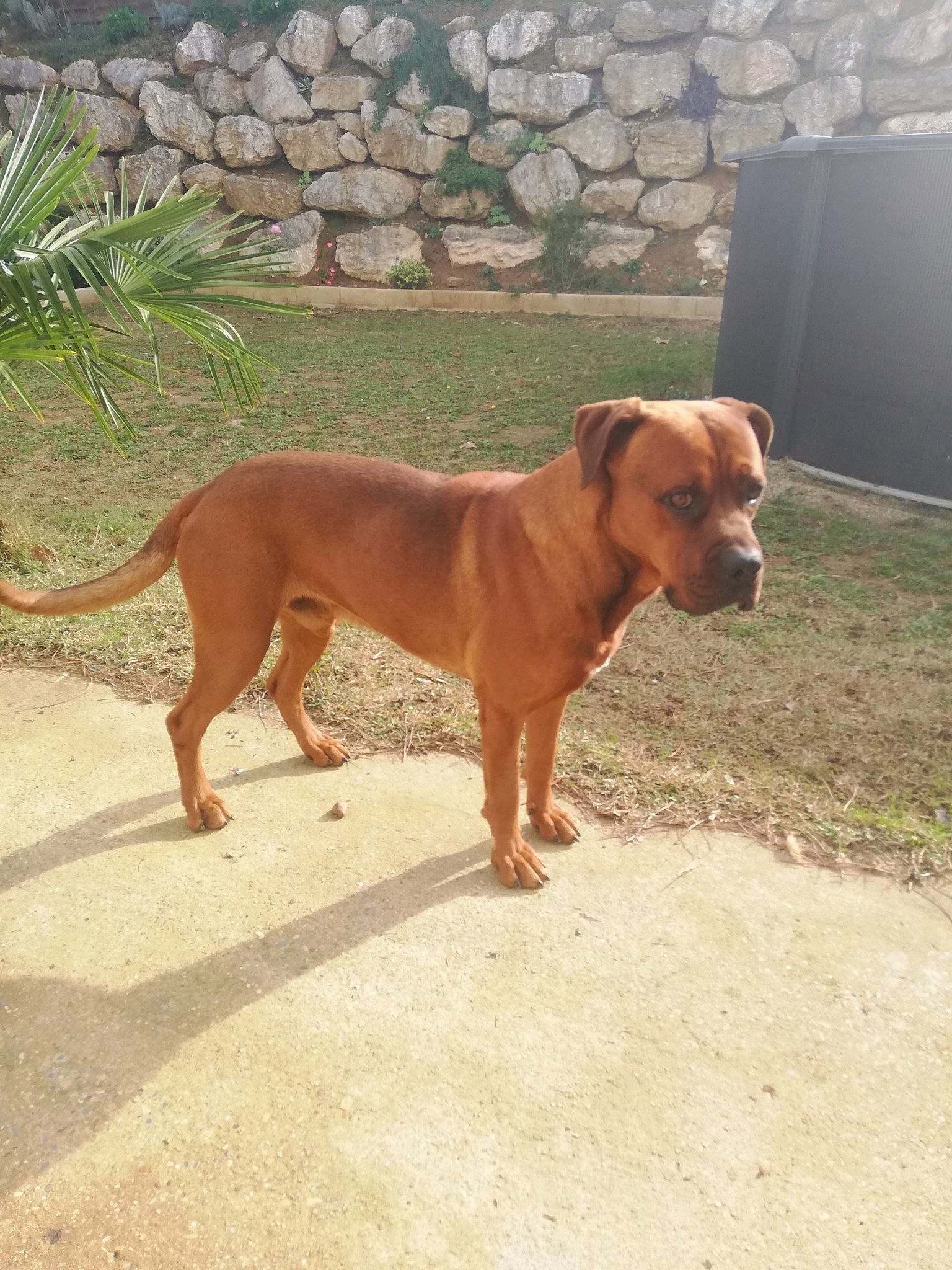 Jul a rejoint le concours — aidez-le/la à gagner de superbes lots ! american_pit_bull_terrier, boerboel, boxer, bully_kutta, canidae, carnivore, dog, dog_breed, fawn, mammal, molosser, perro_de_presa_mallorquin, pit_bull, portuguese_pointer, rare_breed_dog, sporting_group, tosa, vertebrate, working_dog