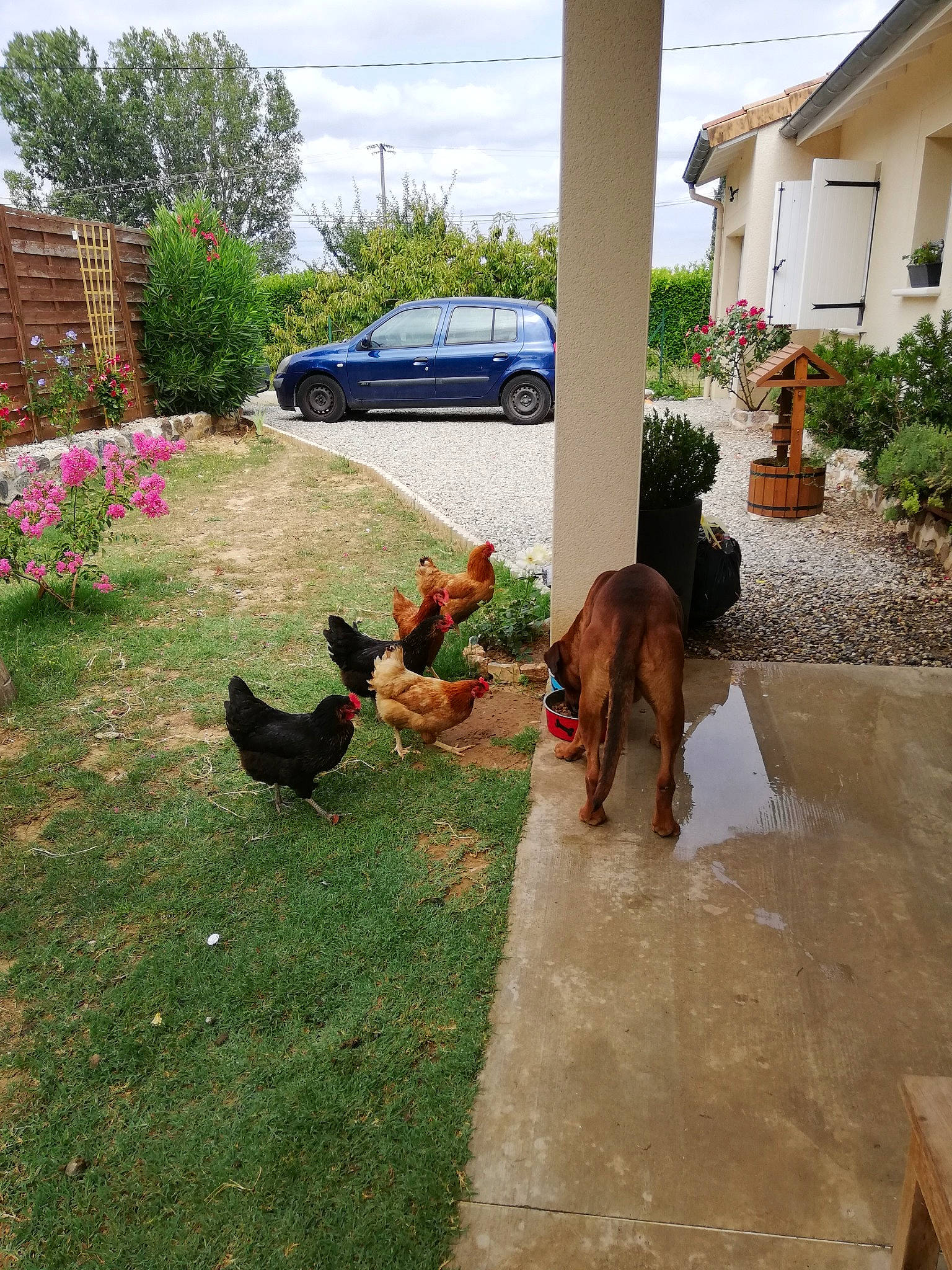 Jul a rejoint le concours — aidez-le/la à gagner de superbes lots ! airedale_terrier, backyard, canidae, carnivore, dog, dog_breed, fawn, german_shepherd_dog, grass, home, house, lawn, patio, plant, rooster, sporting_group, yard