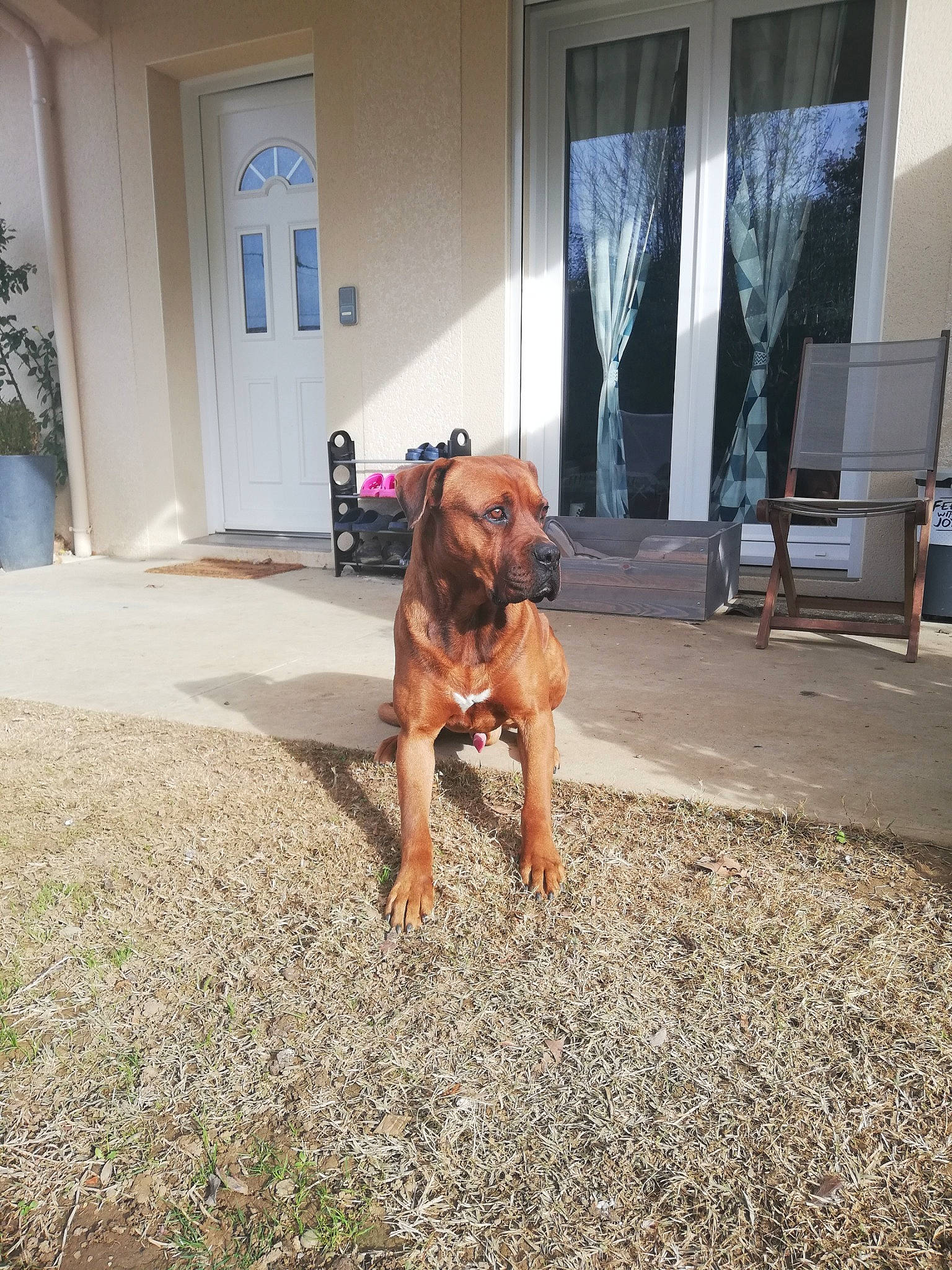 Jul participe au concours pour gagner de l'argent avec cette photo : boxer, bullmastiff, canidae, carnivore, dog, dog_breed, dogue_de_bordeaux, fawn, mammal, sporting_group, vertebrate