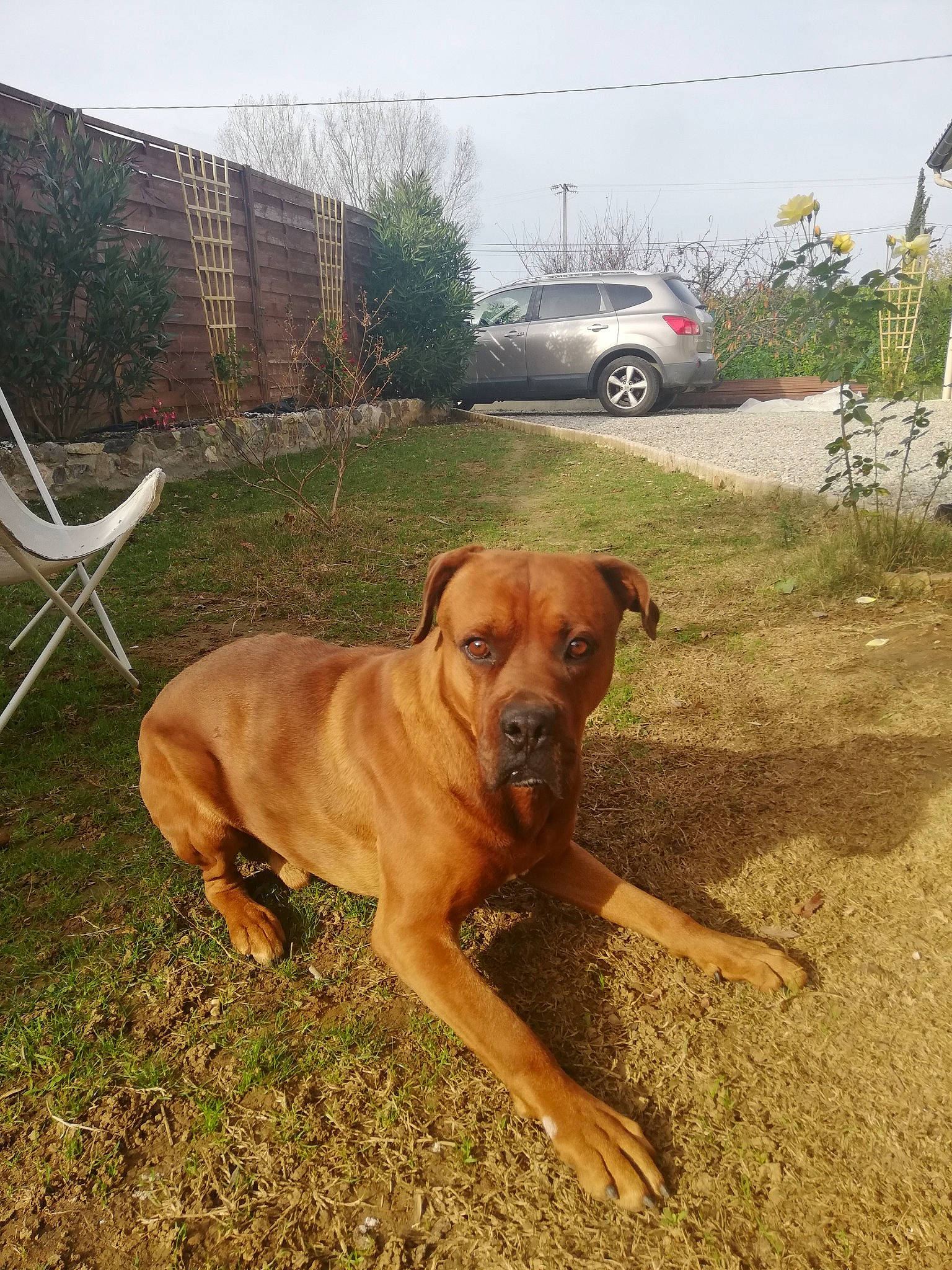 Jul participe au concours pour gagner de l'argent avec cette photo : american_pit_bull_terrier, black_mouth_cur, boerboel, broholmer, canidae, carnivore, dog, dog_breed, fawn, mammal, molosser, rare_breed_dog, rhodesian_ridgeback, sporting_group, tosa, vertebrate, working_dog