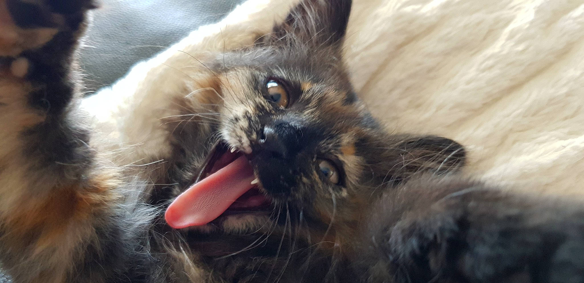 Albert a rejoint le concours — aidez-le/la à gagner de superbes lots ! balinese, carnivore, cat, claw, dog_breed, ear, fawn, felidae, fur, liver, paw, siamese, small_to_medium_sized_cats, thai, whiskers, wildlife