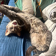Pas Sage participe au concours pour gagner de l'argent avec cette photo : bed, blanket, cat, claws, cozy, domestic_animal, feline, fur, gray_cat, indoor, mouth_open, pet, pillow, relaxed, resting, sleepy, stretching, tail, whiskers, yawning