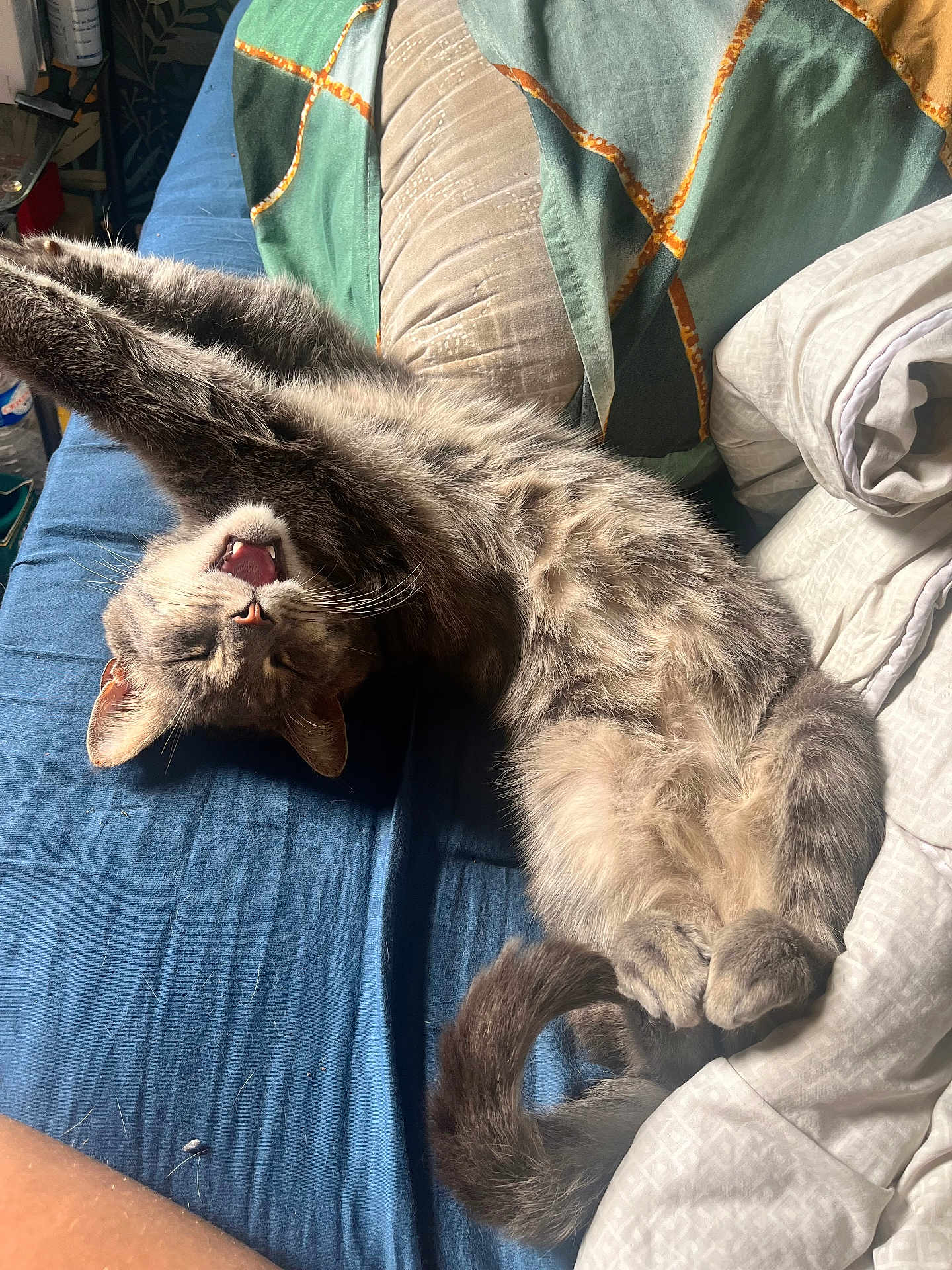 Pas Sage participe au concours pour gagner de l'argent avec cette photo : bed, blanket, cat, claws, cozy, domestic_animal, feline, fur, gray_cat, indoor, mouth_open, pet, pillow, relaxed, resting, sleepy, stretching, tail, whiskers, yawning