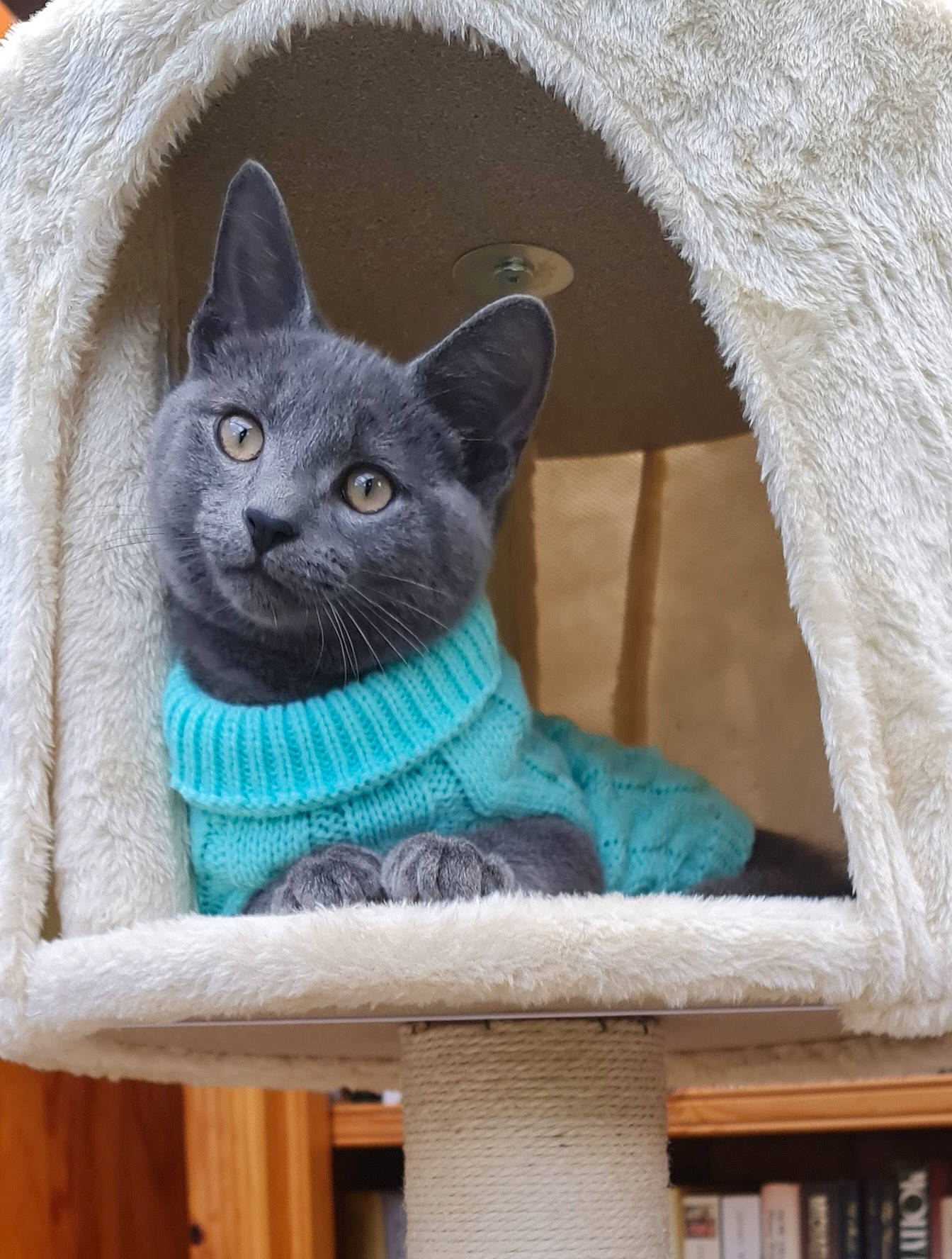 Casper joined the competition — help win amazing prizes! art, carnivore, cat, cat_supply, comfort, creative_arts, domestic_short_haired_cat, electric_blue, fawn, felidae, fur, grey, pet_supply, russian_blue, sculpture, small_to_medium_sized_cats, snout, whiskers, window, wood