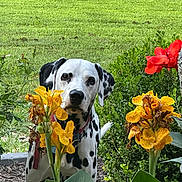 Tucker is registered to the contest to win money with this photo: animal, bush, canine, curious, dalmatian, dog, flora, flower, garden, grass, greenery, leaf, nature, outdoor, pet, plant, red_flower, spot, summer, yellow_flower