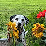 animal, bush, canine, curious, dalmatian, dog, flora, flower, garden, grass, greenery, leaf, nature, outdoor, pet, plant, red_flower, spot, summer, yellow_flower