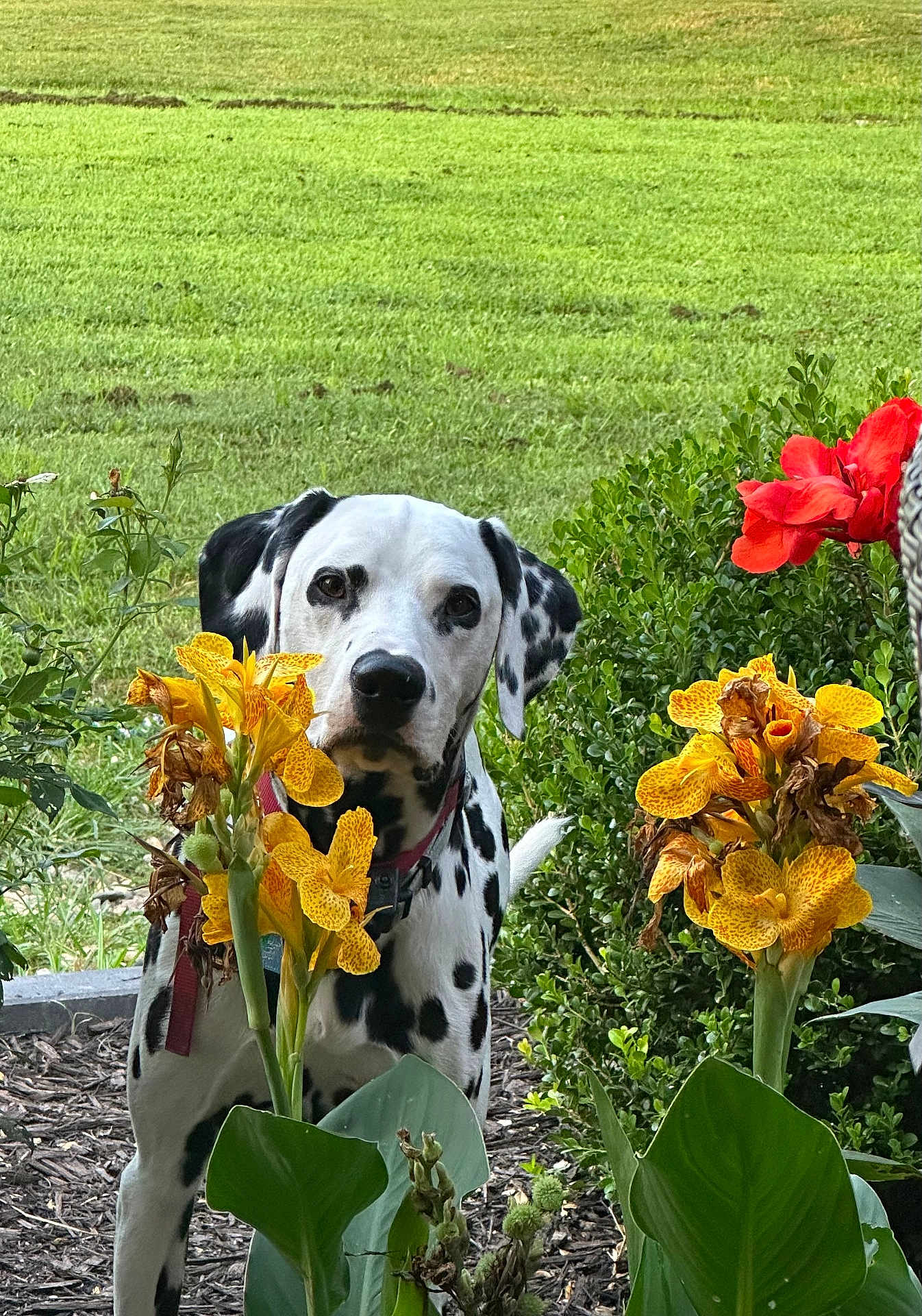 Tucker