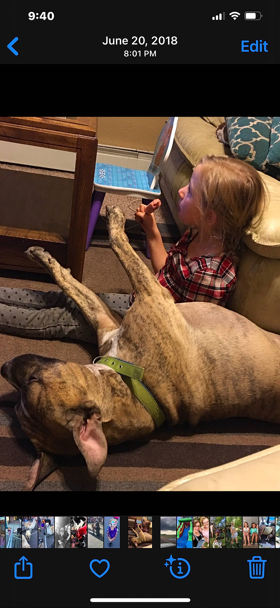 Boogie joined the competition — help win amazing prizes! adaptation, alligator, comfort, elbow, fawn, felidae, flooring, foot, fun, fur, human_body, human_leg, lap, leg, mammal, room, t_shirt, toddler, vertebrate, wood