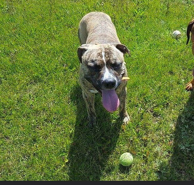 Boogie joined the competition — help win amazing prizes! ball, carnivore, collar, companion_dog, dog, dog_breed, dog_collar, fawn, garden, grass, grass_family, grassland, groundcover, lawn, pet_supply, plant, tail, terrestrial_animal, whiskers, working_animal