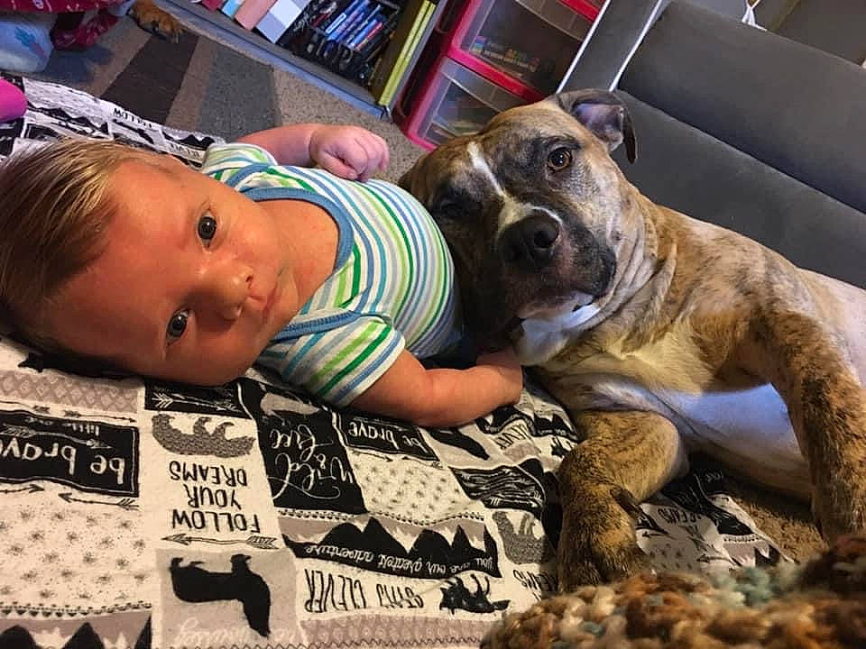 Boogie joined the competition — help win amazing prizes! ancient_dog_breeds, baby, canidae, carnivore, companion_dog, dog, dog_breed, dog_collar, fawn, fur, guard_dog, happy, non_sporting_group, snout, sporting_group, terrestrial_animal, toddler, whiskers, working_animal, working_dog