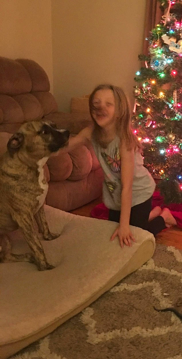 Boogie joined the competition — help win amazing prizes! carnivore, christmas_decoration, christmas_ornament, christmas_tree, comfort, companion_dog, dog, dog_breed, event, fawn, flooring, hairstyle, holiday, holiday_ornament, lap, living_room, ornament, room, sitting, wood