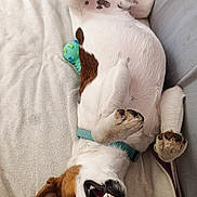 Whisky a rejoint le concours — aidez-le/la à gagner de superbes lots ! animal, blanket, brown, collar, couch, cute, dog, ears, fur, happy, indoor, mouth_open, paw, pet, playing, relaxed, teeth, toy, upside_down, white
