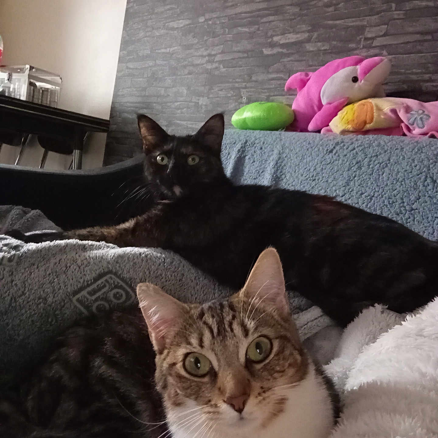 Biscotte Et Cracotte participe au concours pour gagner de l'argent avec cette photo : animal, blanket, cat, cozy, curious, eyes, fur, furniture, gray_wall, home, indoor, laying_down, pet, plush_toys, relaxing, sofa, tabby_cat, tortoiseshell_cat, wall, whiskers