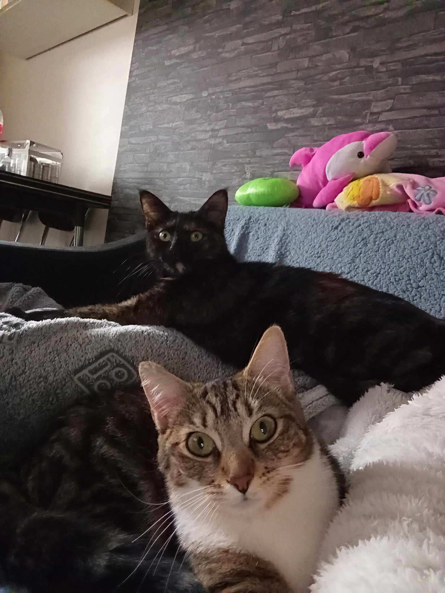 Biscotte Et Cracotte participe au concours pour gagner de l'argent avec cette photo : cat, tabby_cat, tortoiseshell_cat, indoor, blanket, plush_toys, sofa, wall, gray_wall, furniture, pet, animal, fur, whiskers, eyes, relaxing, cozy, home, curious, laying_down