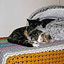 Biscotte Et Cracotte a rejoint le concours — aidez-le/la à gagner de superbes lots ! cat, sleeping_cat, resting, crocheted_blanket, fluffy_bed, indoor, pet, feline, cozy, tabby_cat, black_cat, animal, cute, domestic, relaxed, fur, whiskers, paw, bedroom, home