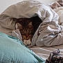 Biscotte Et Cracotte participe au concours pour gagner de l'argent avec cette photo : cat, tabby_cat, blanket, bed, pillow, indoor, resting, sleepy, fur, pet, cozy, comfort, domestic_animal, white_blanket, striped_fur, claws, nap, cute, animal, relaxing