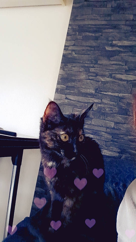 Biscotte a rejoint le concours — aidez-le/la à gagner de superbes lots ! black_cat, carnivore, cat, comfort, domestic_short_haired_cat, eyewear, felidae, flooring, fur, lap, plant, purple, sitting, small_to_medium_sized_cats, snout, square, tail, tree, whiskers, wood