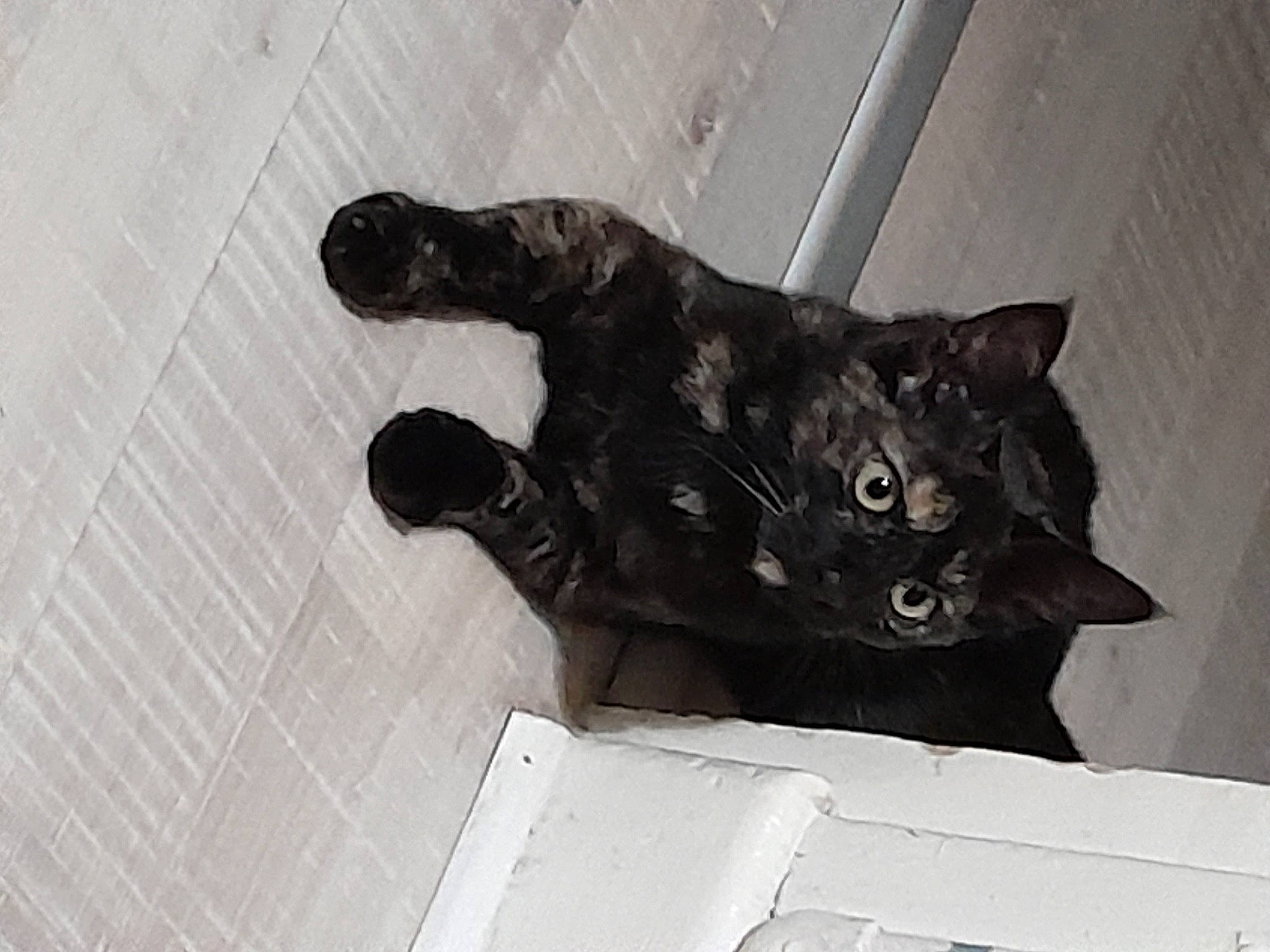 Biscotte a rejoint le concours — aidez-le/la à gagner de superbes lots ! black_cat, bombay, box, carnivore, cat, domestic_short_haired_cat, felidae, flooring, fur, grey, sculpture, shipping_box, small_to_medium_sized_cats, tail, terrestrial_animal, whiskers, wood