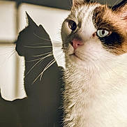 Felix joined the competition — help win amazing prizes! animal, blue_eyes, cat, close_up, cute, domestic_animal, ear, face, feline, fur, indoor, light, mammal, nose, pet, portrait, shadow, shadow_play, silhouette, whiskers