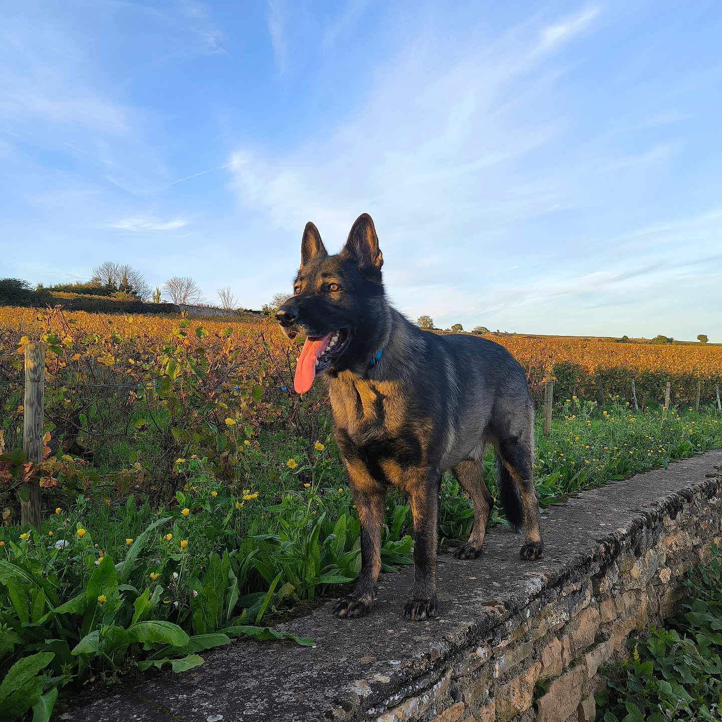 Raven participe au concours pour gagner de l'argent avec cette photo : animal, architecture, bodypart, building, canine, dog, field, germanshepherd, grass, grassland, herbs, nature, outdoors, pet, plant, policedog, puppy, slate, stonewall, wall